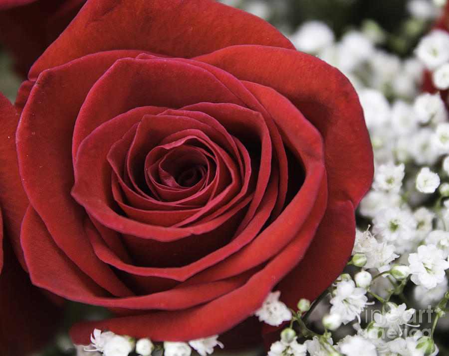 The Sweet Rose of Reason Photograph by Arlene Carmel