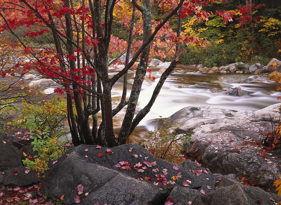 The Swift River White Mountains New Photograph by Tim Fitzharris