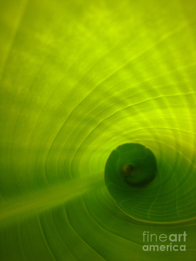 Banana Leaf Photograph - The Swirl by C Ray  Roth