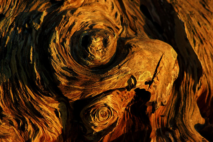 The Swirled Root Photograph by Daniel Woodrum