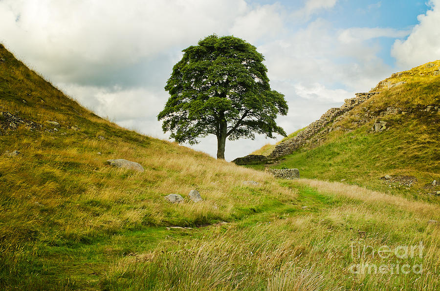The Sycamore Gap along Hadrians Wall Photograph by Mary Jane Armstrong