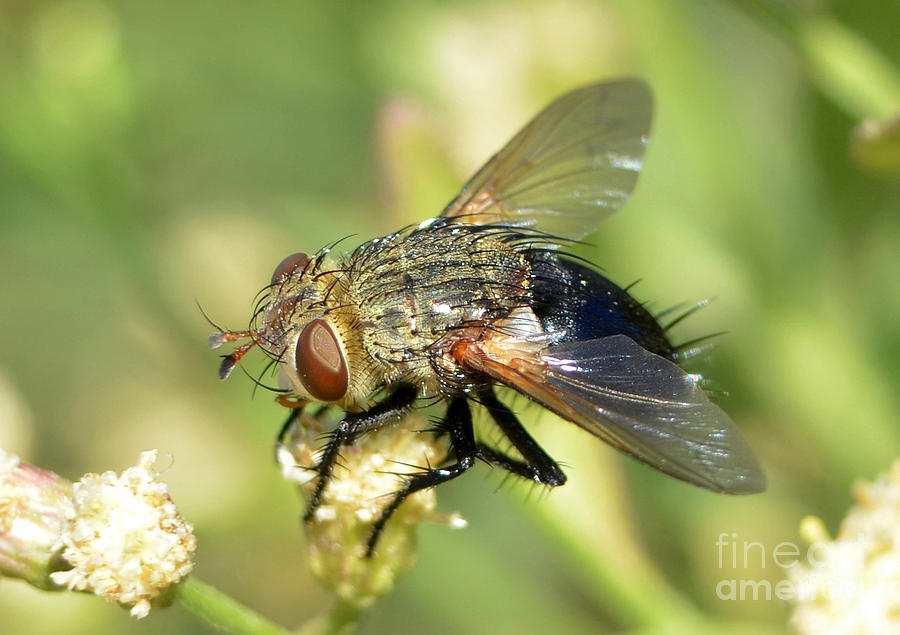 The Tachinid Fly Photograph by Kathy Baccari
