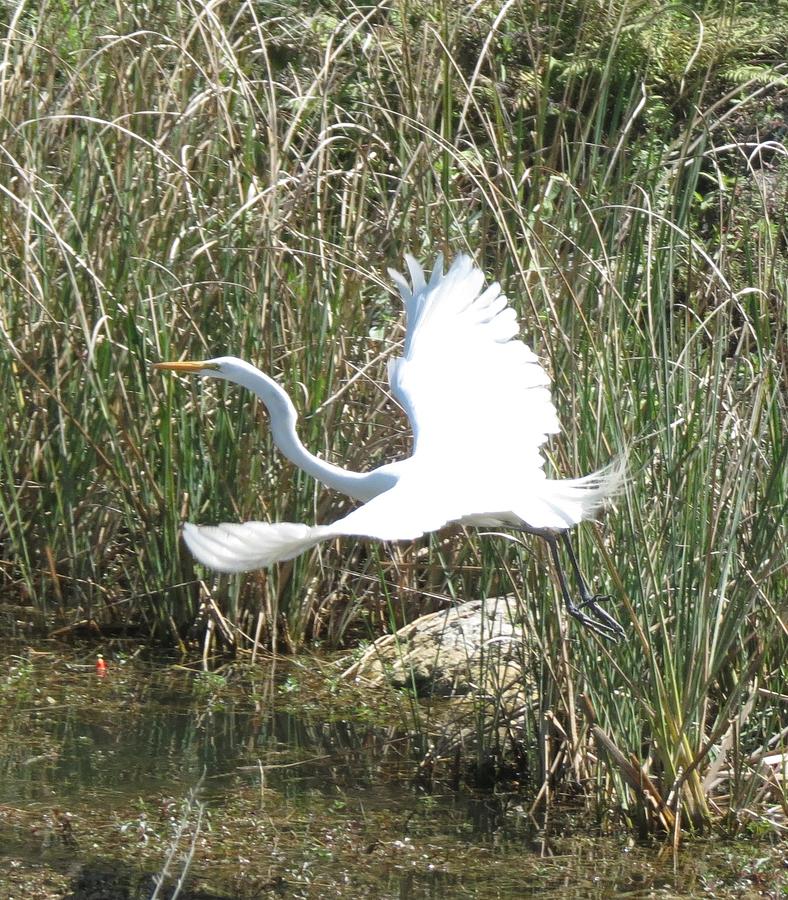 The Take Off Photograph by Fortunate Findings Shirley Dickerson