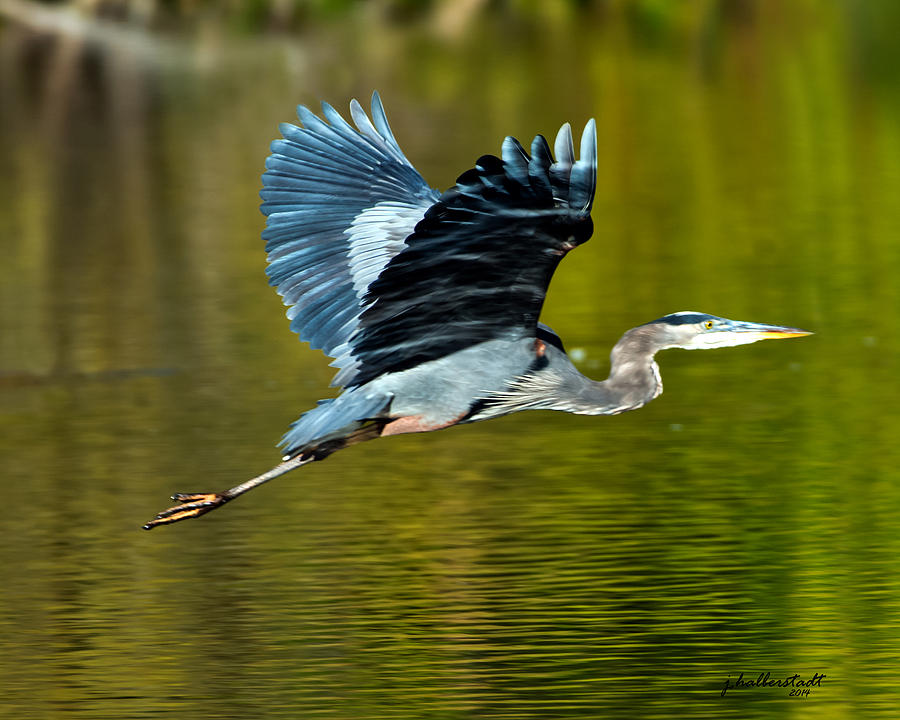 The take off Photograph by Joseph Halberstadt - Fine Art America