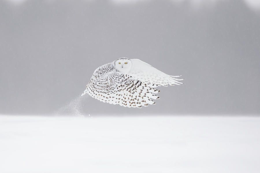 The Take-off Photograph by Marco Pozzi
