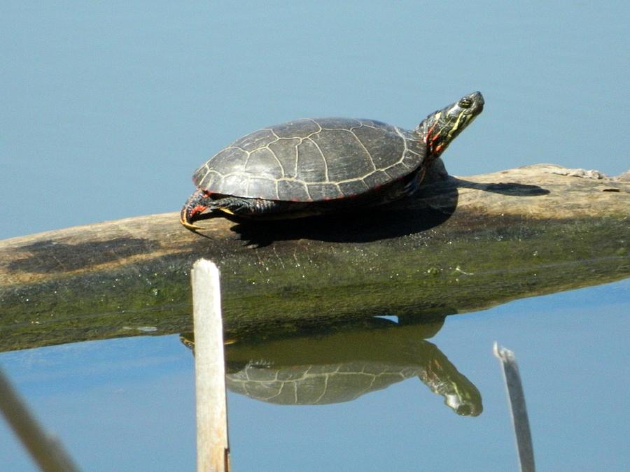 The Tao Turtle Photograph by Nancy Spirakus - Fine Art America