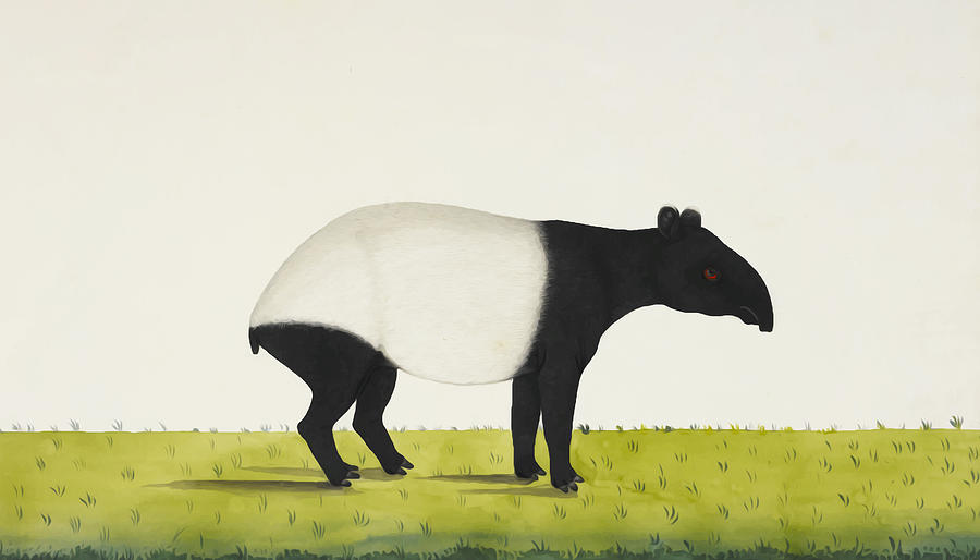 Mammal Digital Art - The Tapir by Aged Pixel