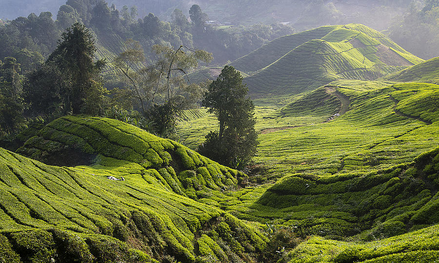 The Tea Plantations of Malaysia Photograph by Bill Cubitt