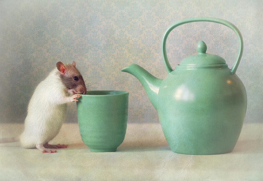 Snoozy Photograph - The Teapot by Ellen Van Deelen