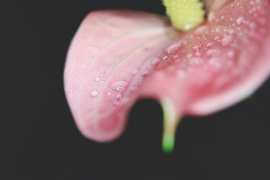 Flower Photograph - The Tears on My Cheeks by Laurie Search