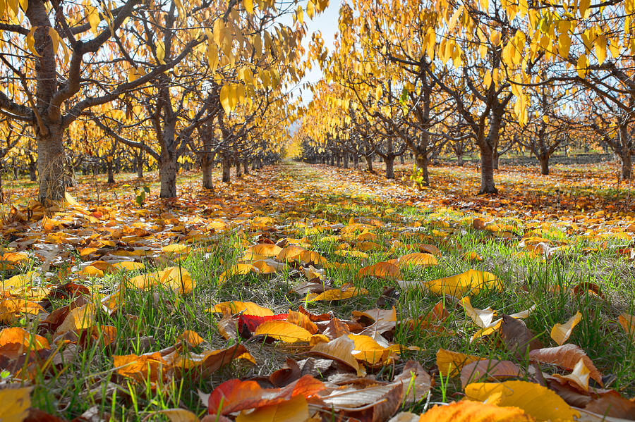 The Tender Orchard Floor Photograph by Allan Van Gasbeck