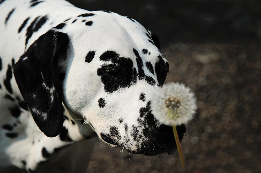 The Tender Soul of Dalmation. Kokkie. Dalmation Dog Photograph by Jenny Rainbow