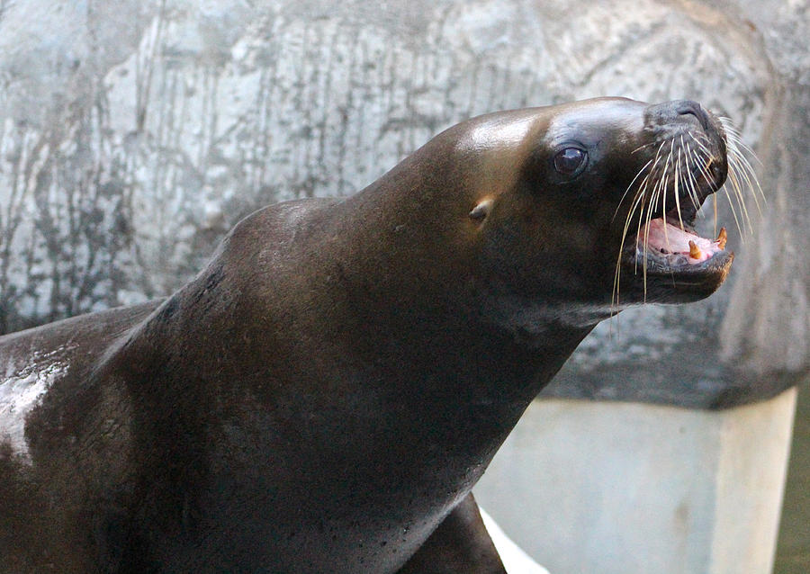 The Tenor Sealion Photograph by Venetia Featherstone-Witty