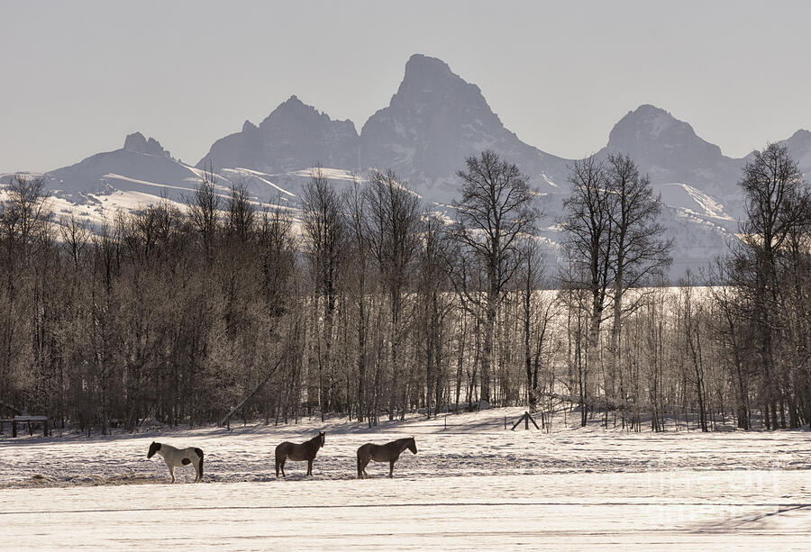The Teton Range in Idaho Photograph by Priscilla Burgers