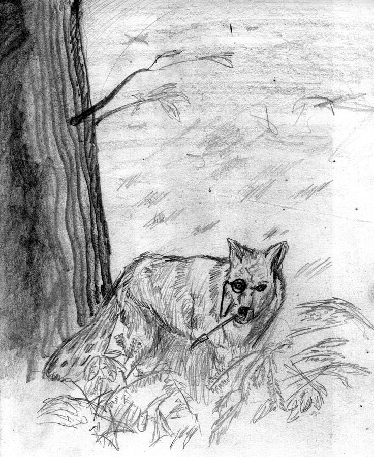 The Teutonic Fox Drawing