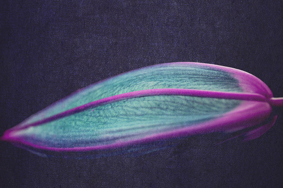 The Textured Digitally Painted Lily Flower Photograph