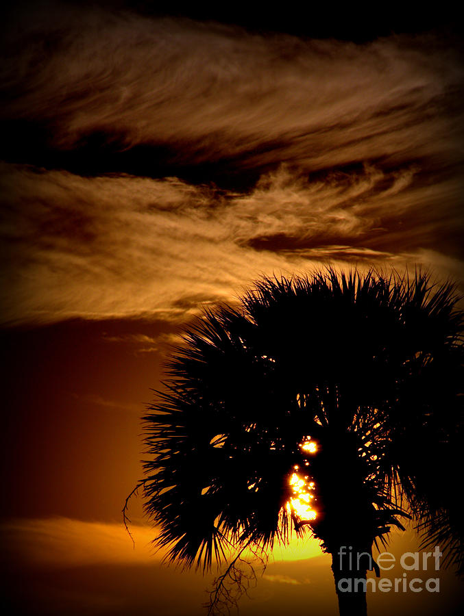 Sunset Photograph - The Thankful Tree by Shayne Johnson Fleming