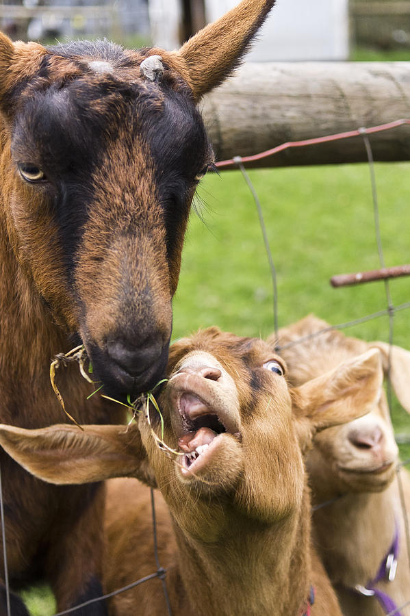 Goat Photograph - The Theft by Priya Ghose