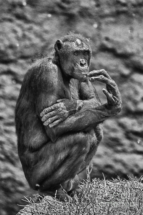 Mammal Photograph - The Thinker by Douglas Barnard