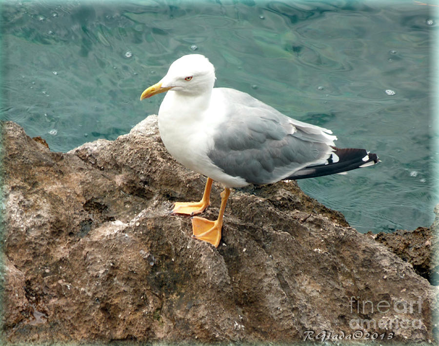 Seagull Photograph - The Thinker - seagull photography by Giada Rossi by Giada Rossi