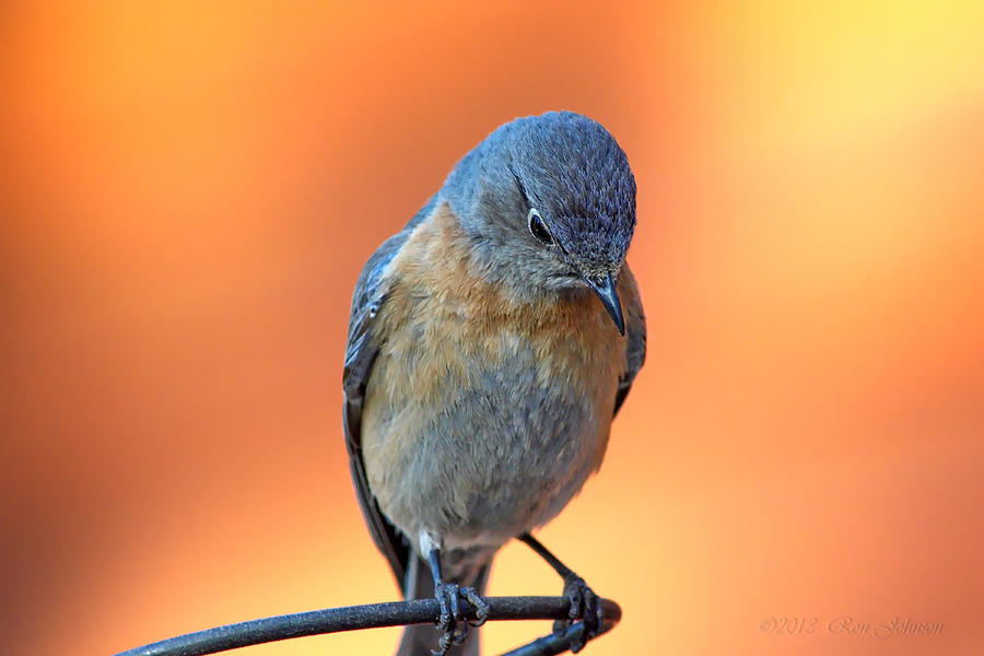 Nature Photograph - The Thinker - Western Bluebird Female On Burnt Orange Background by Ron D Johnson