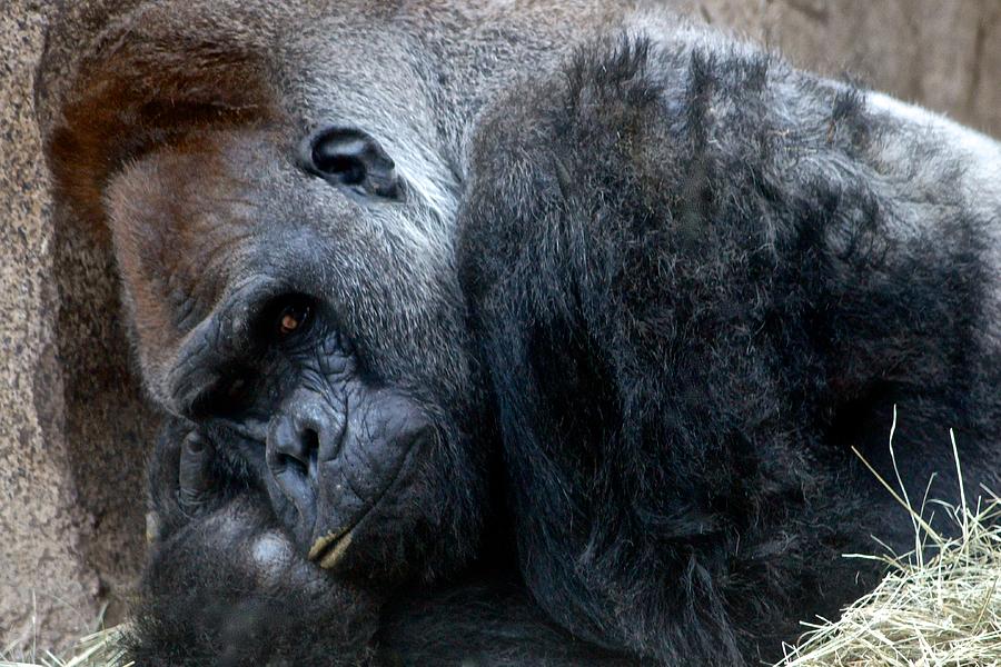 The Thinking Gorilla Photograph by Ricardo J Ruiz de Porras