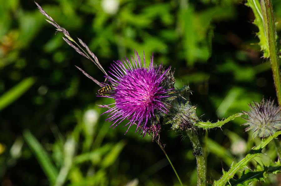 The Thistle and the Bee Photograph by Tikvahs Hope