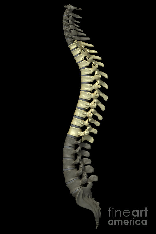The Thoracic Vertebrae Photograph by Science Picture Co