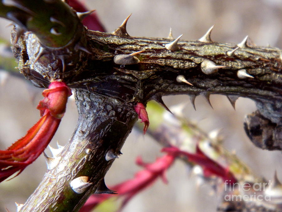 The thorns of life Photograph by Andrea Anderegg