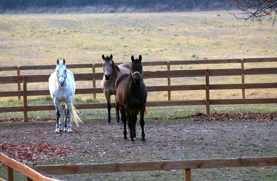 The Three Amigos Photograph by Rhonda Humphreys - Fine Art America