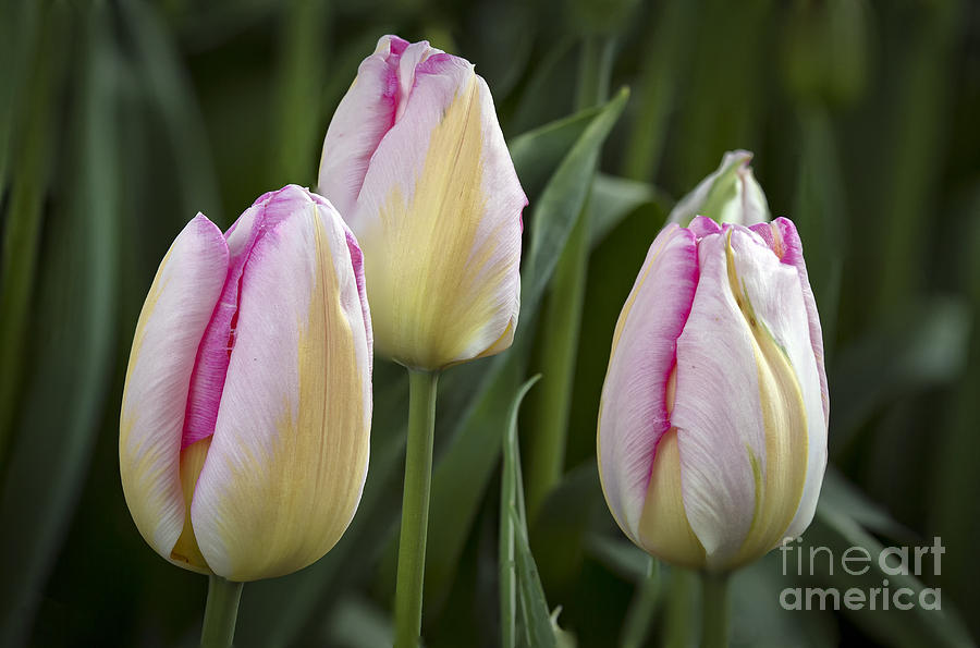 Tulip Photograph - The Three Amigos by Whidbey Island Photography
