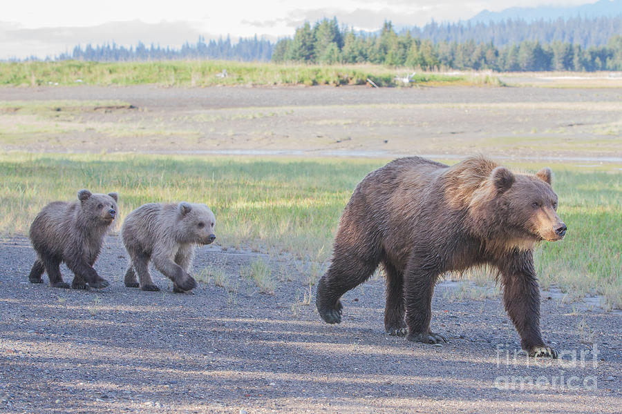Lake Clark National Park Photograph - The Three Bears by Chris Scroggins
