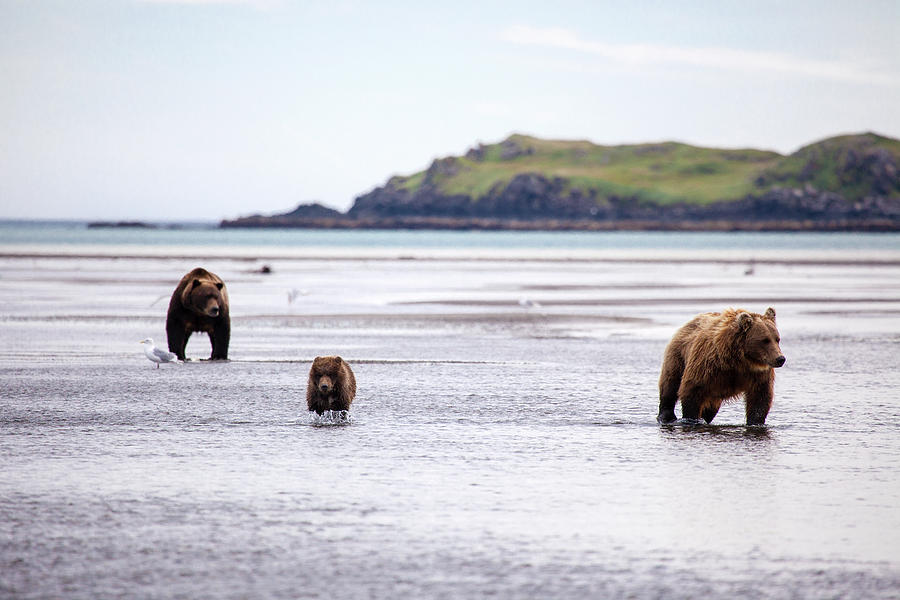 The Three Bears Photograph by Daniel A. Leifheit