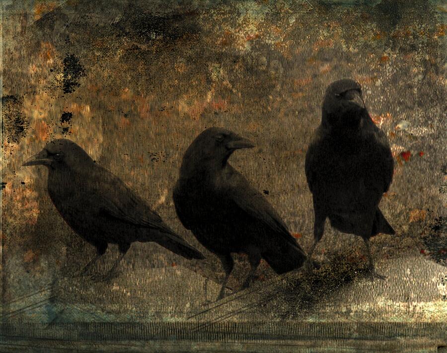 Animal Photograph - The Three Black Crows by Gothicrow Images