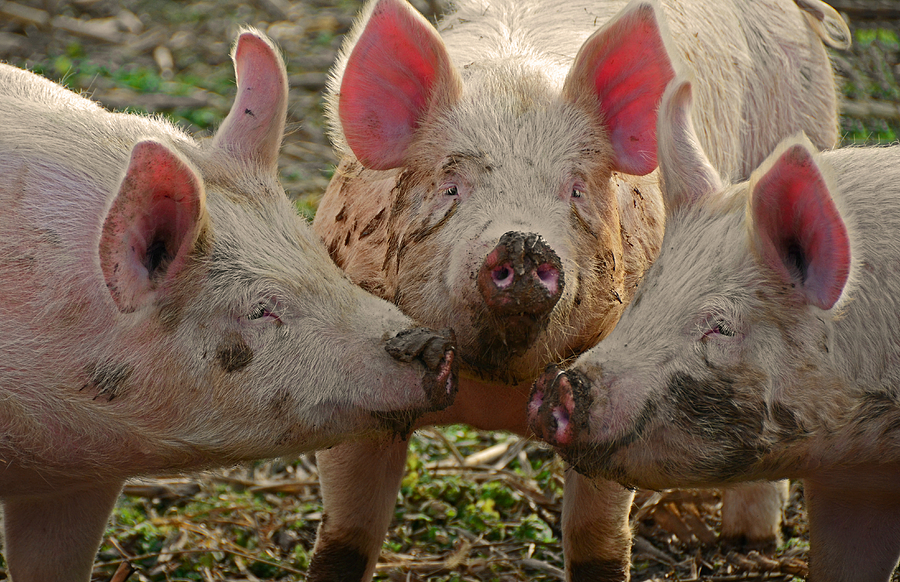 The Three Little Pigs Photograph by Steven Michael