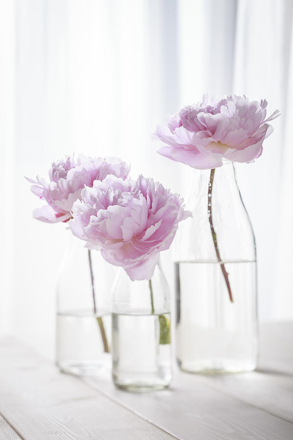 The three peony flowers Photograph by Roberto Pastrovicchio - Fine Art ...