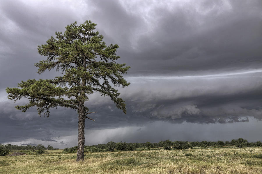 The Thunder Rolls - Storm - Pine Tree Photograph by Jason Politte