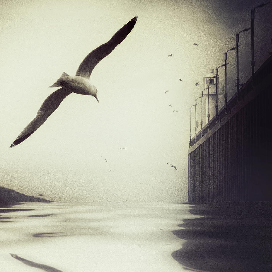 Seagull Photograph - The Tide by Piet Flour
