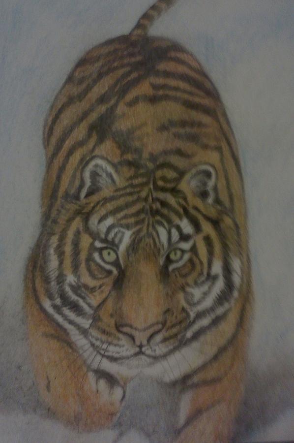 The Tiger Drawing by Christy Saunders Church