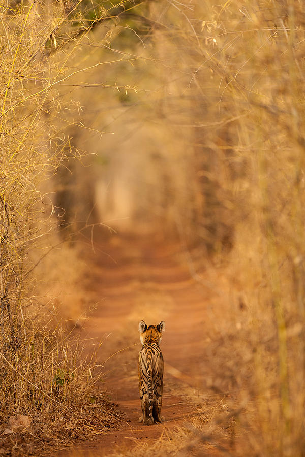 The Tiger In  The Tunnel Photograph by Ab Apana