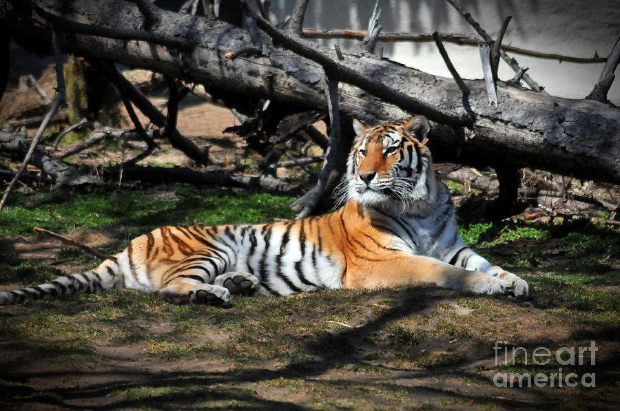 Tiger Photograph - The Tiger by Jennifer Englehardt