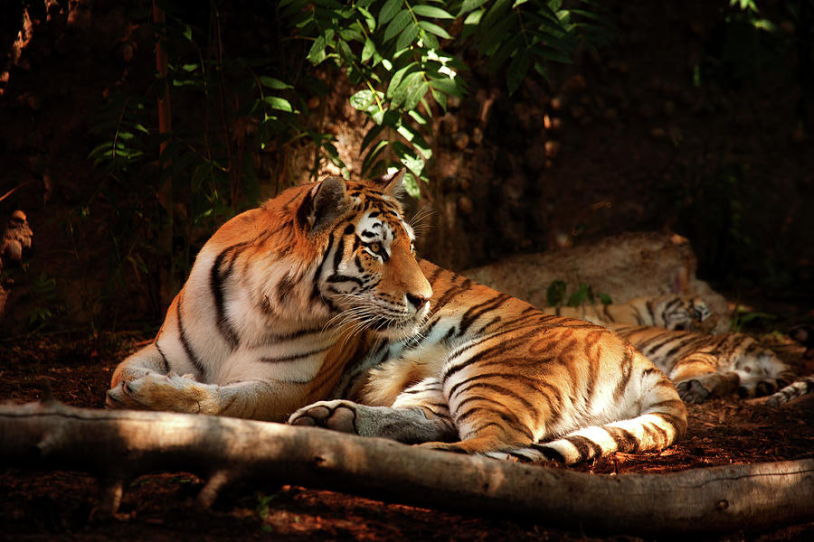 The Tigress  Photograph by Jim Garrison