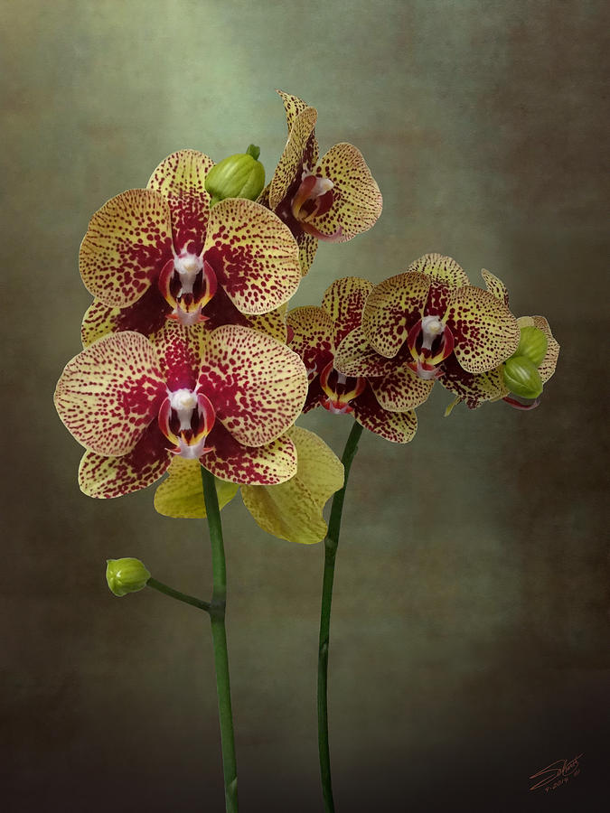 Timeless Orchid Digital Art by M Spadecaller