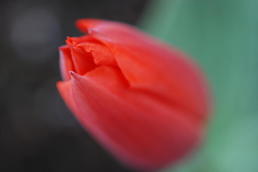 The Tip of the Tulip Photograph by Kathy Paynter