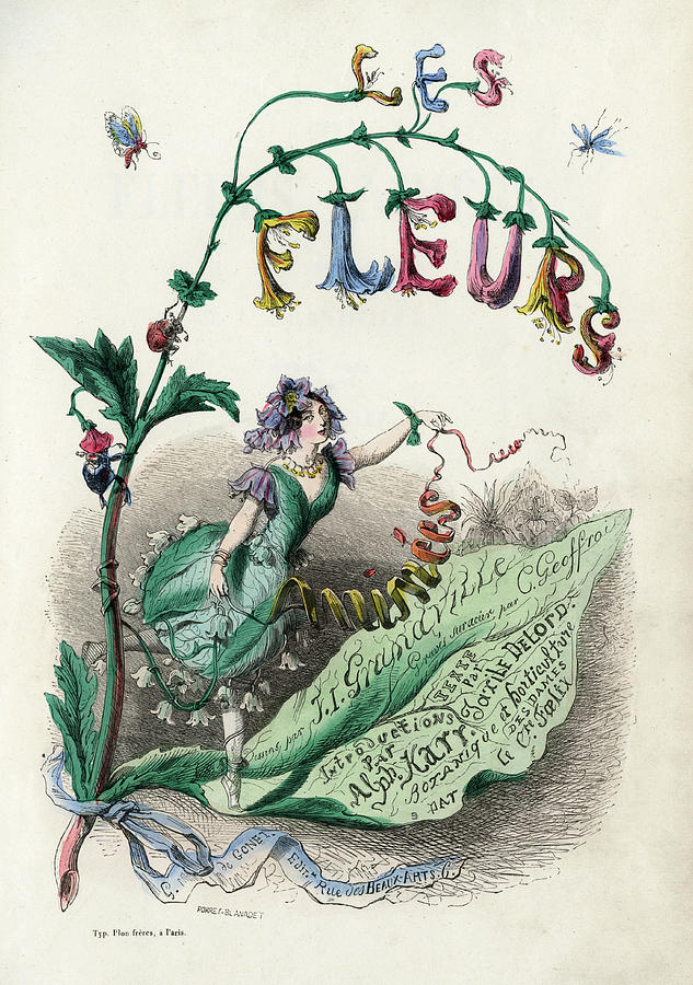 The Title-page Of 'les Fleurs Animees' Drawing by Mary Evans Picture ...