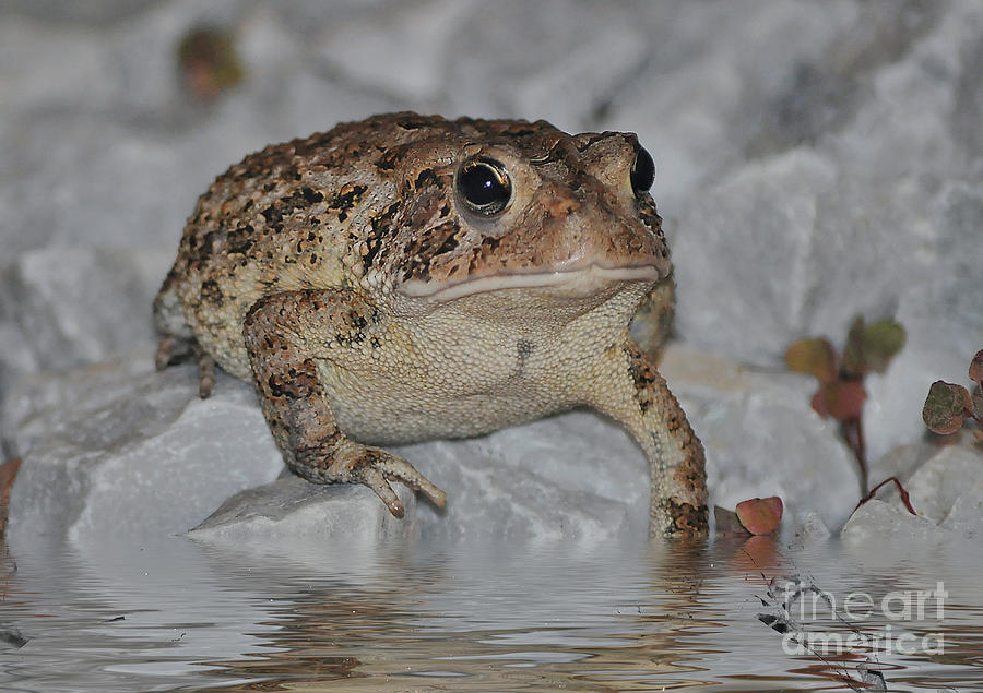 The Toad Photograph by Kathy Baccari
