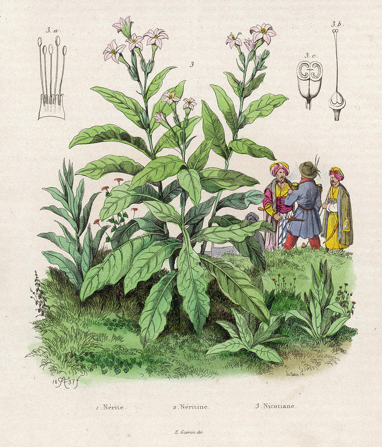 Flower Drawing - The Tobacco Plant Named After Jacques by Mary Evans Picture Library