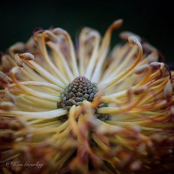 Nature Photograph - The Top Cone Of A Banksia Flower by Kim Gourlay