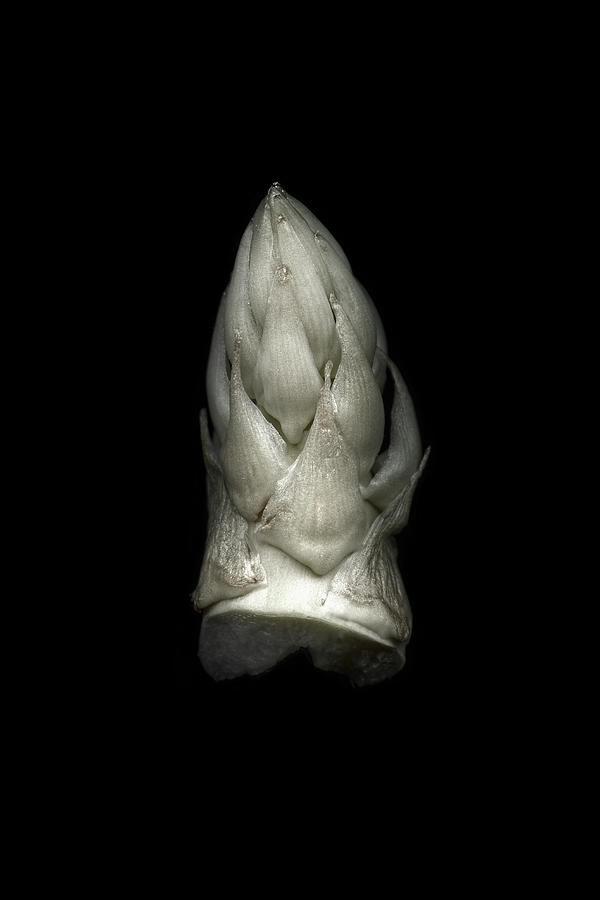 The Top Piece Of A Raw Asparagus Photograph by Larry Washburn