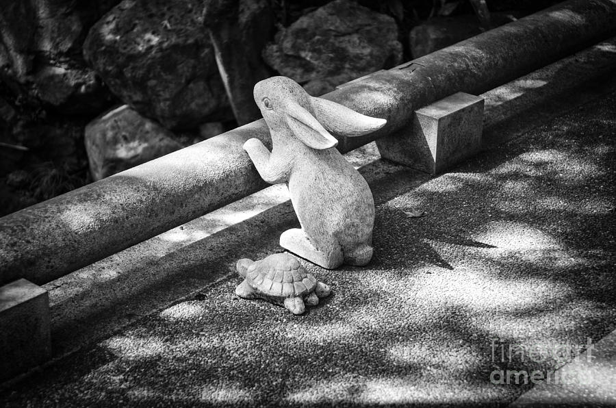 The Tortoise and the Hare Photograph by Dean Harte